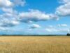 World Bank warns on record-high food prices 2026 World Bank warns on record-high food prices 2026