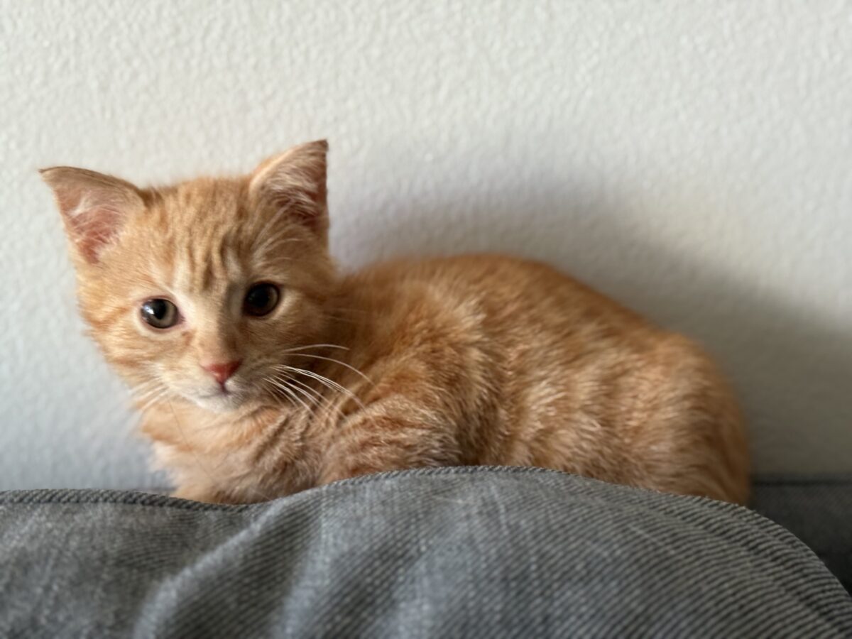 Amy acton’s estranged mother killed kittens, court records show 2026 | arthur 2026 world news from bulgaria - balgarianovinite. Com Small orange kitten sitting on a couch