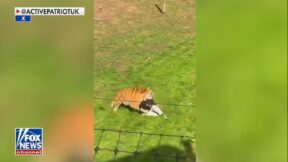 New video shows tiger mauling victim’s approach towards big cat that killed him 2026