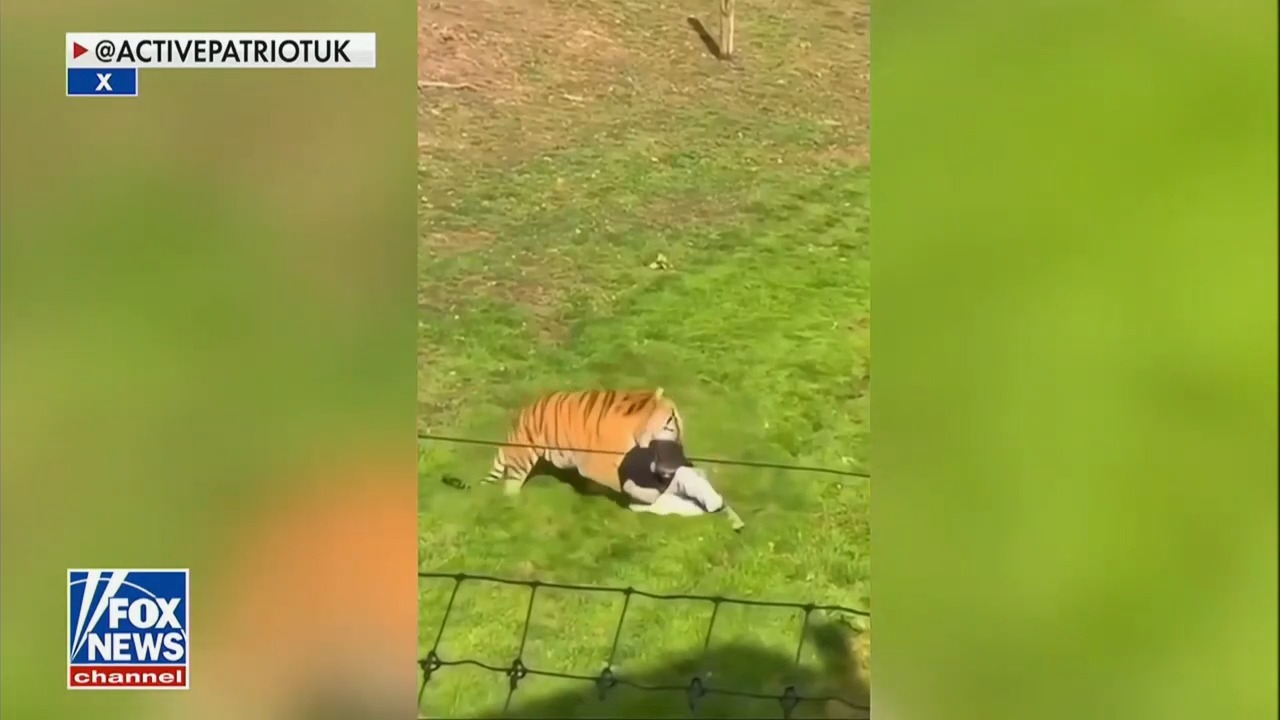 tiger attacking man