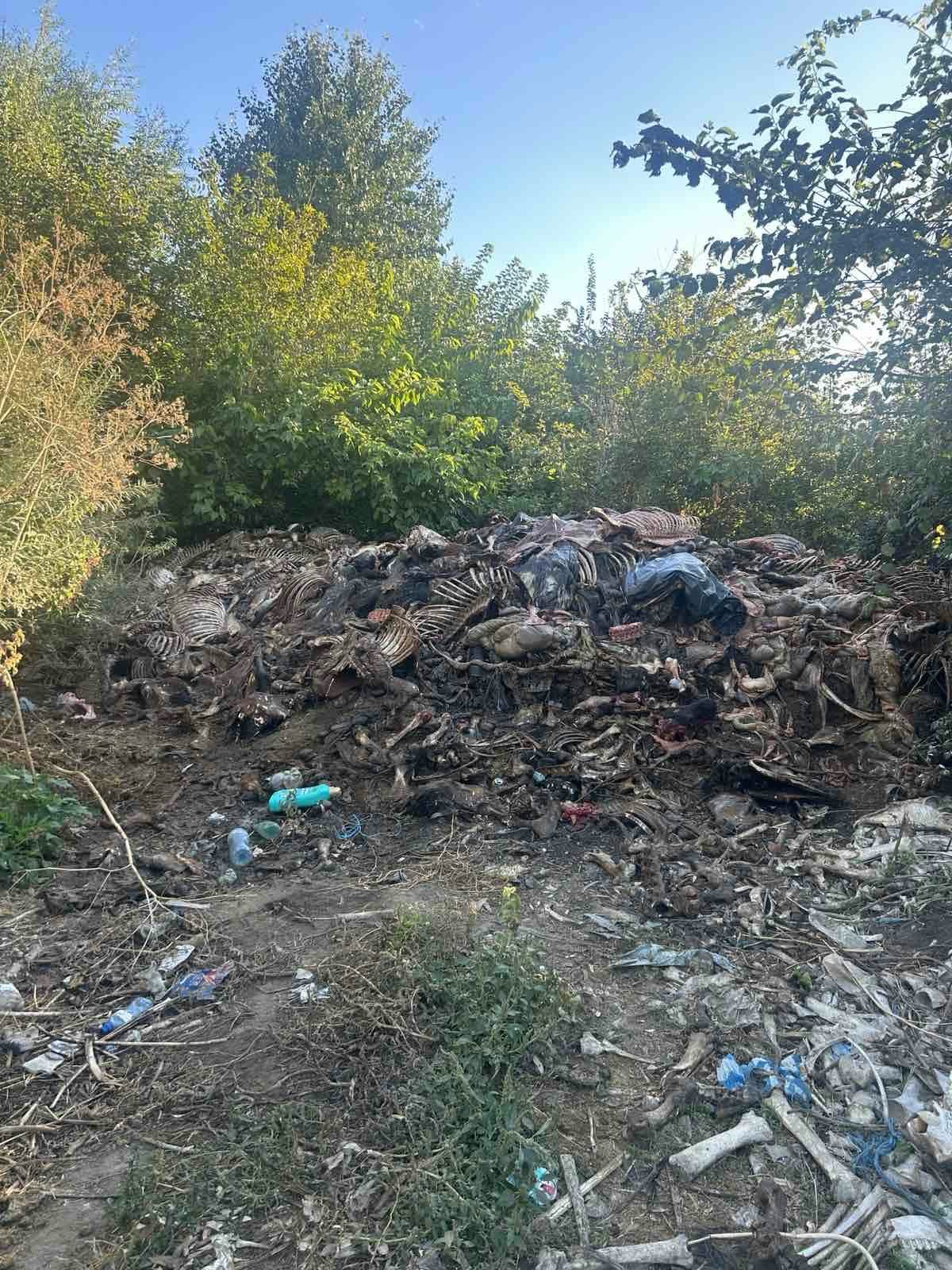 Новини сливен politsai razkriha nezakonno klane kone kray sa 1 2026 новините от българия криминалисти от сектор „противодействие на икономическата престъпност“ към одмвр-сливен са разкрили незаконно клане... Полицаи разкриха незаконно клане на коне край самуилово 2026 българия новините balgarianovinite. Com 2026-10-05 08:36:07 новини сливен полицаи разкриха незаконно клане на коне край самуилово 2026 информационна агенция за разследваща журналистика и разследващ репортаж бургас, българия